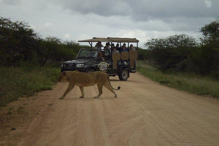Fullday Gamedrives in Kruger National Park from Marlothpark