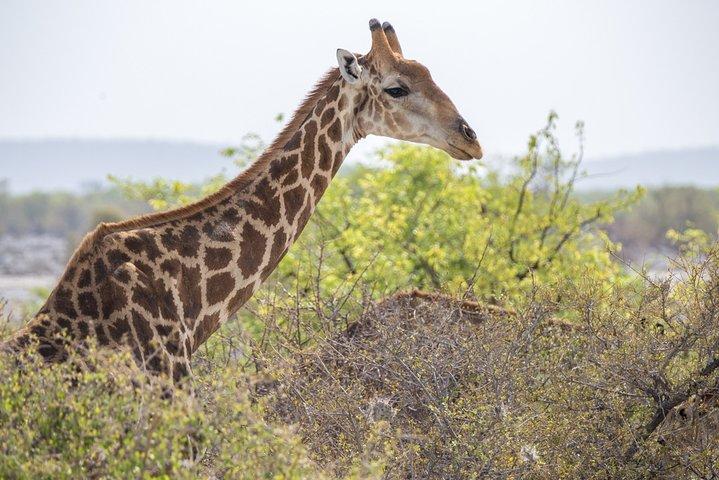 7 Day Taste of Namibia Lodging Safari