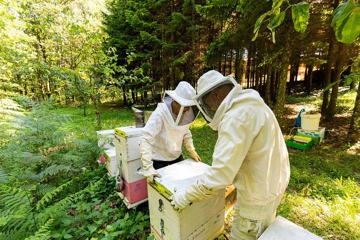 Beekeeper Experience in the Mountain of Holomontas