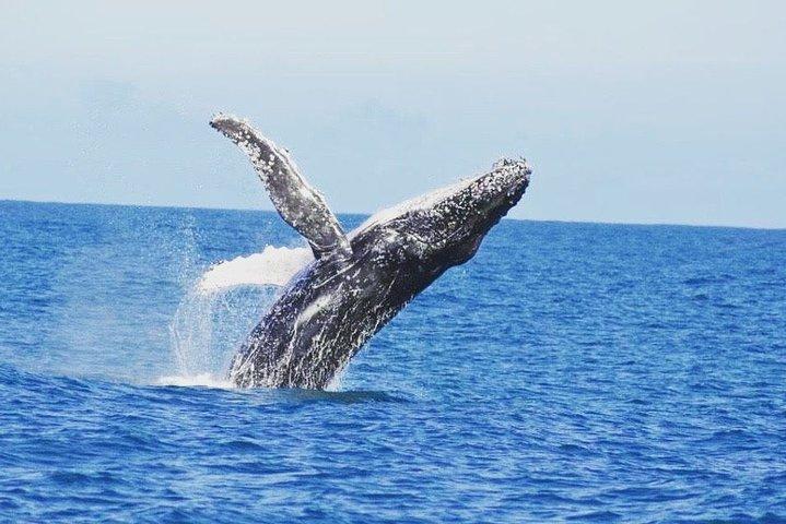 Kalbarri Whale Watching Tour Guided