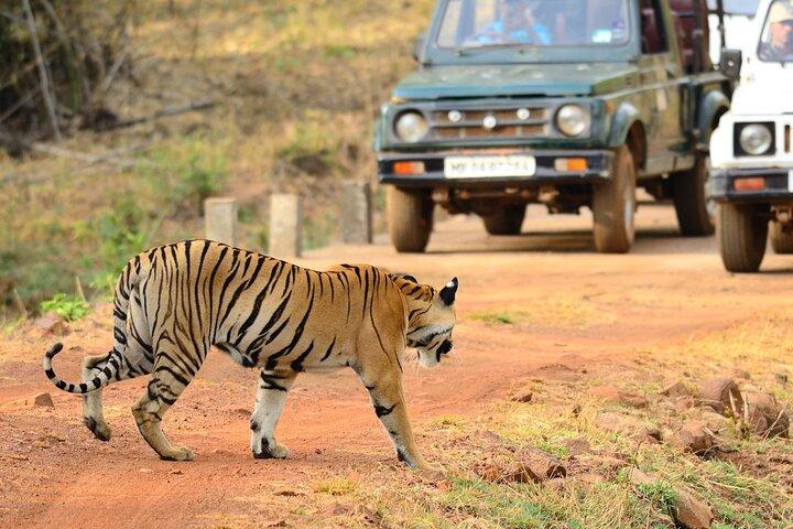 Nagpur to Vizag Tribal Villages & Tiger Safari