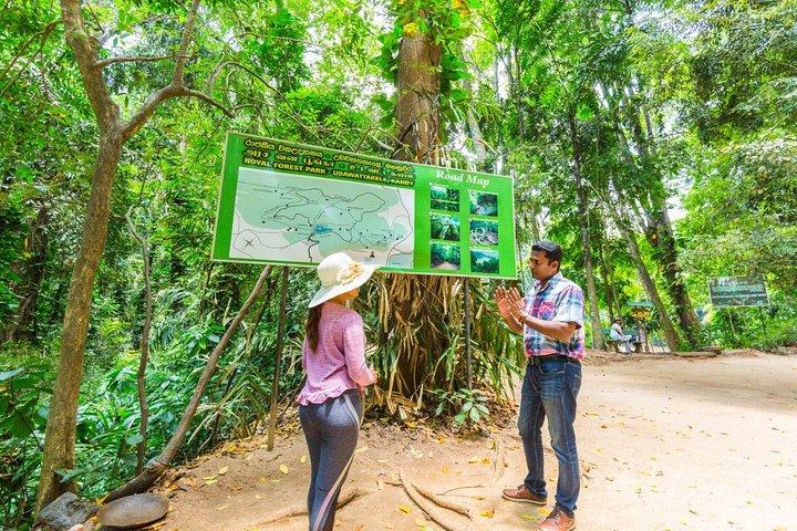 Nature Tour to Udawatte Kele Sanctuary, Kandy from Bentota