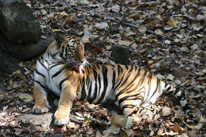 Tiger Photographic Safaris