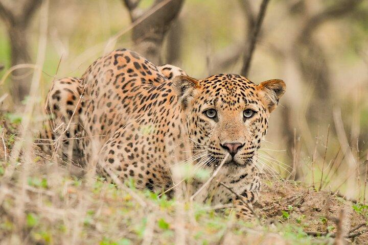 Jhalana Panther Safari Park Private Tour in Jaipur