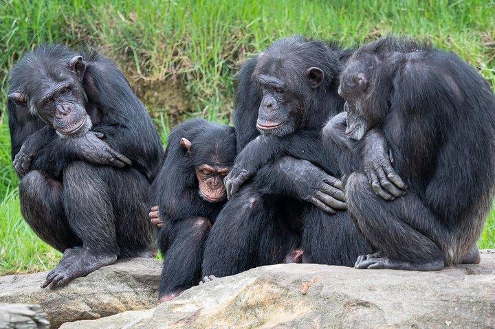 7 Days Uganda Chimpanzee and Wildlife Safari 