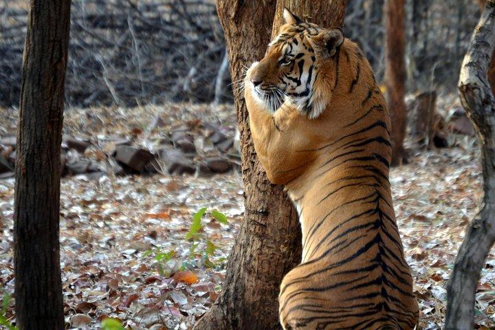 Nagpur to Pench & Satpura National Park, Tiger Safari Tour
