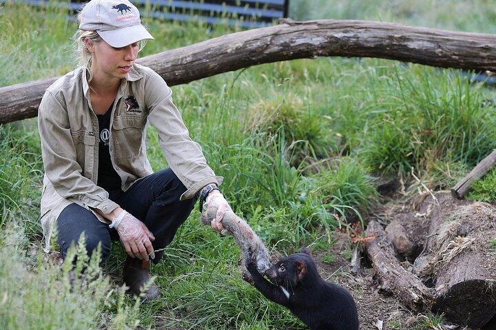 1-Hour Tasmanian Devil Feeding Day Tour at Cradle Mountain