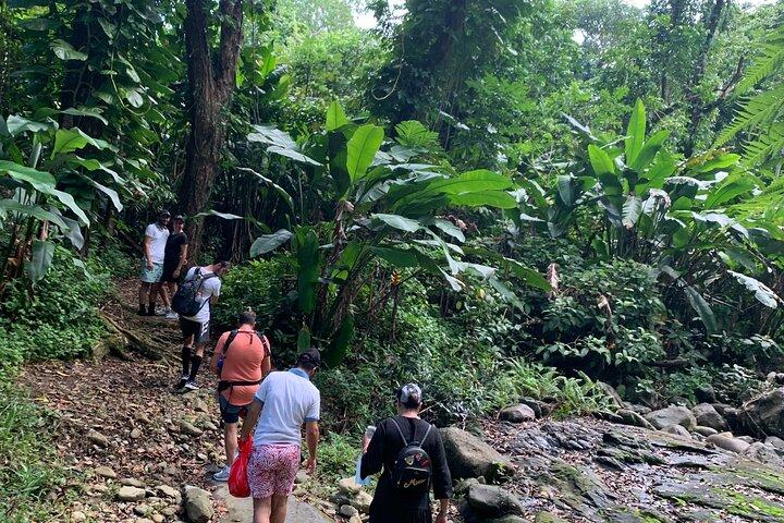 El Yunque National Forest and Luquillo Beach Tour