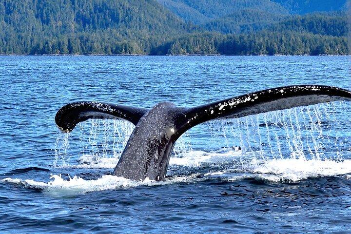 Amazing Whale Watching and Marine Wildlife Shore Excursion