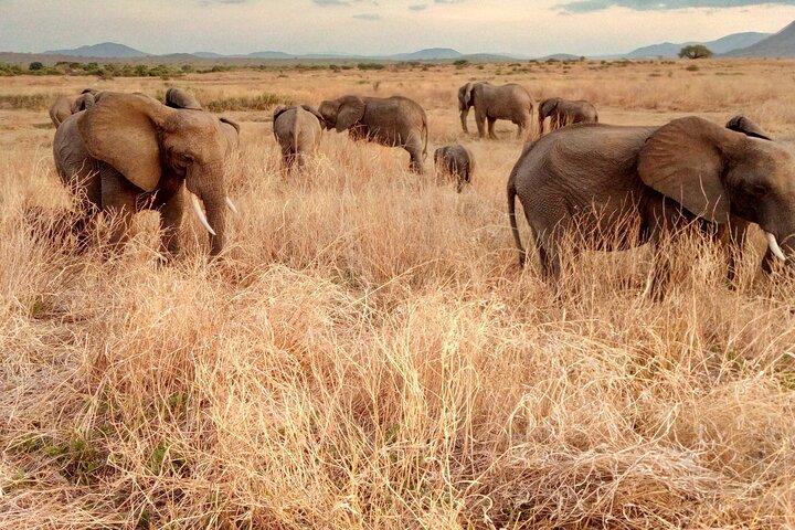 Kilimahewa safari (adventure) full and real wild