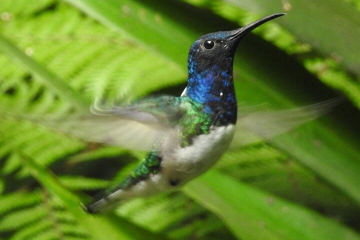 Mindo Cloud Forest Private Day Tour From Quito Hiking, Birding, Waterfalls