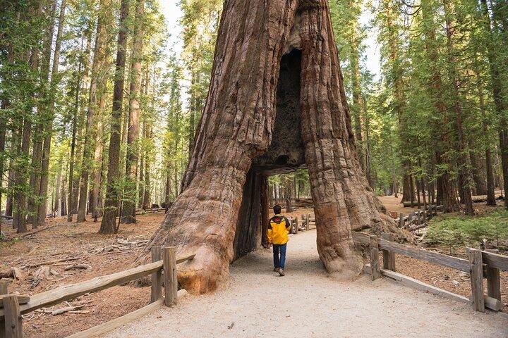 Private Giant Sequoia Grove Hike