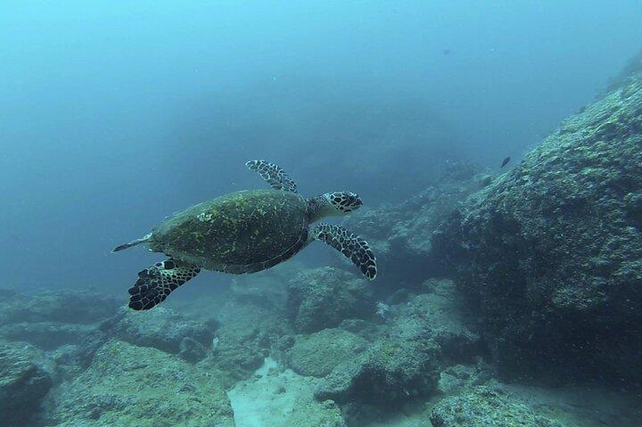 Marietas Islands National Park Excursion for Certified Divers