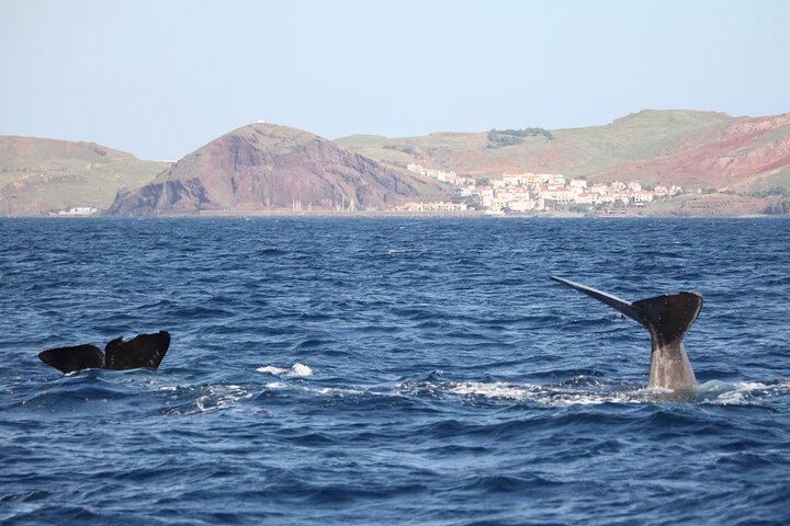 Whale and Dolphin Watching Tour - Funchal