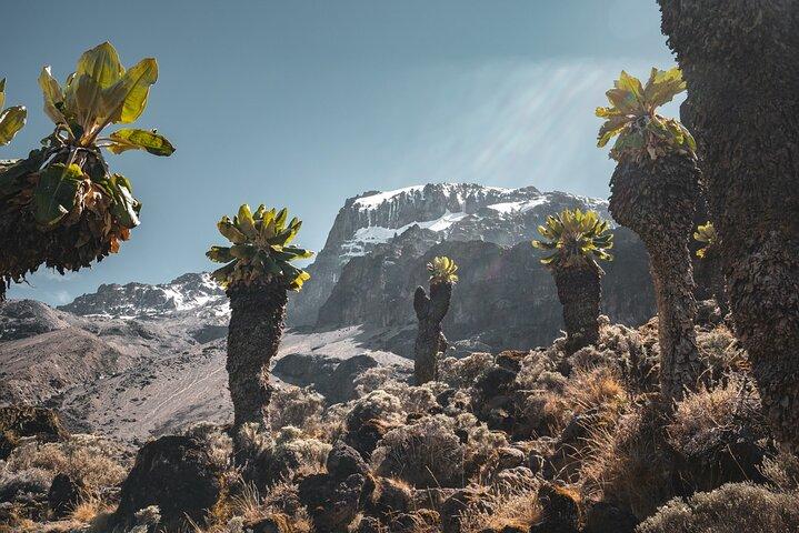 Kilimanjaro climb, Lemosho Route (6-day)