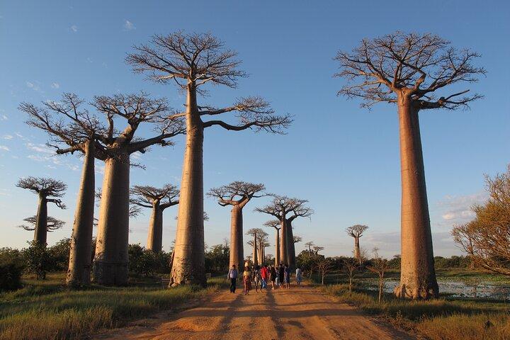 Private 9-Day Morondava Baobabs and Andasibe Lemurs Tour