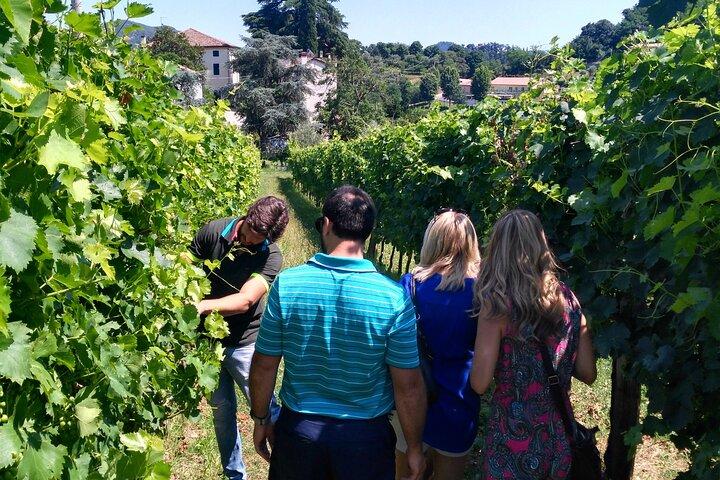 From Abano Montegrotto, Wine Tour in the Euganean Hills