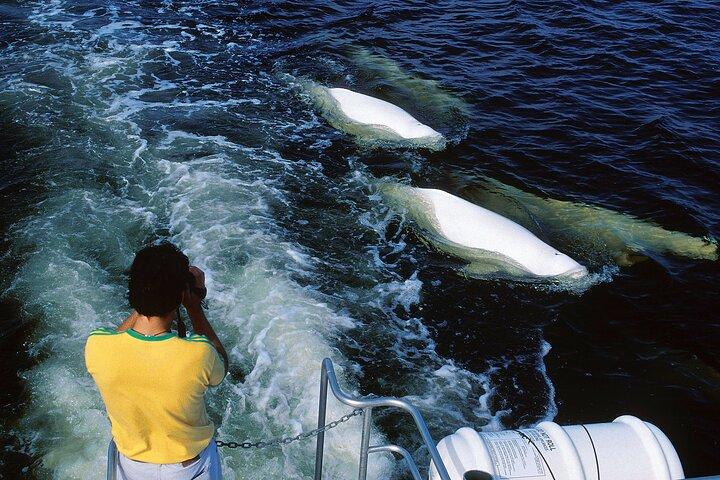 Belugas, Bears and Blooms in Churchill Manitoba