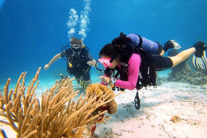 Discover Scuba Diving Aruba
