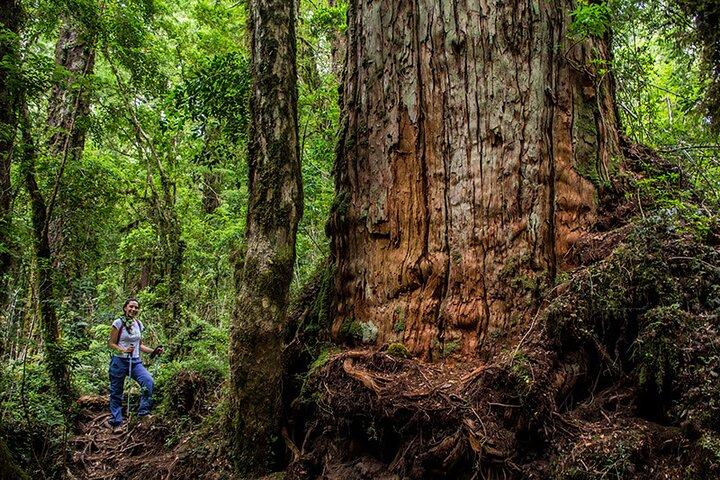 6 Hours Shared Tour in Calbuco and Millennial Forest 