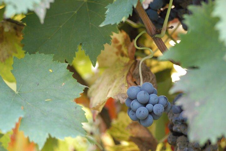 Guided tour and tasting at Fattoria Paradiso in Bertinoro