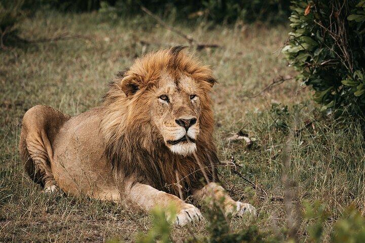Nairobi national park safari with free pick up and drop off