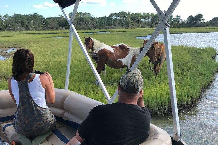 Chincoteague's Up The Bay Pony and Wildlife Tour by Boat