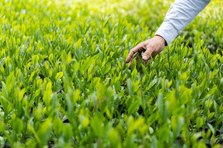 Farm and Picnic - Private Guided Food Tour in Koga, Ibaraki 