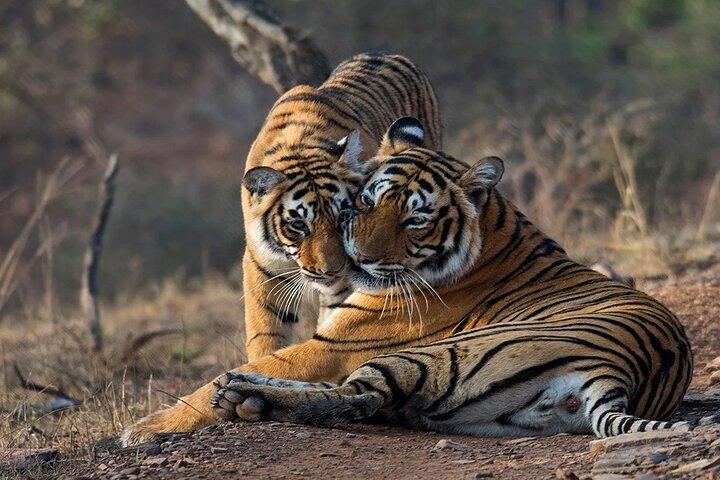 Jaipur to Ranthambore National Park Day Tour - All Inclusive