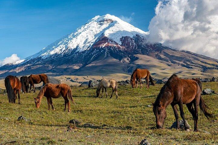 Elevate: A Day's Odyssey to Cotopaxi's Majestic Heights!