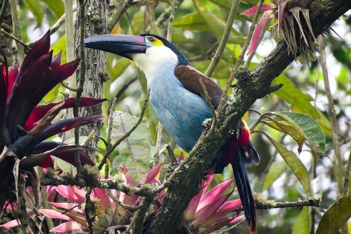 Cocora Valley Birding-hiking experience with Breakfast & lunch