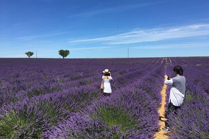 4-Hour Lavender Fields Tour in Valensole from Aix-en-Provence