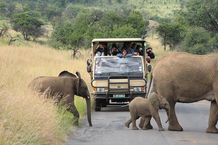 Pilanesberg Safari Open vehicle game Full Day 