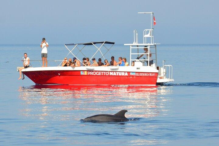 Summer Tour: Dolphin Watching and Guided Snorkeling