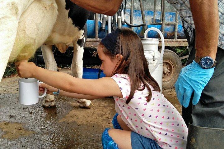 Half-Day Farm Visit and Cow Milking Experience