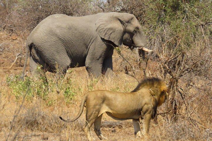 Kruger National Park - Private full day Safari trip.