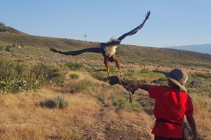Experience Raptors and Falconry in Reno