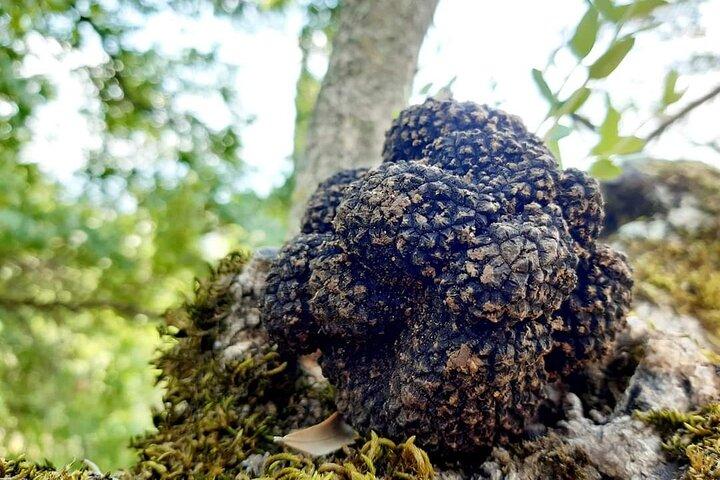 Truffle Hunting Experience in Assisi