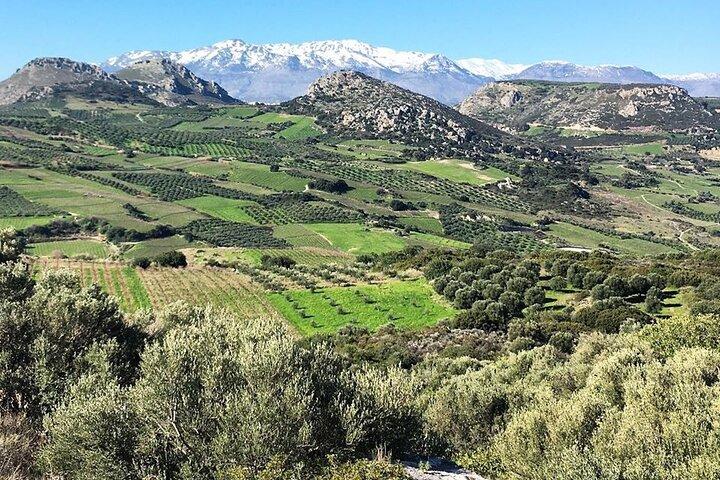 Crete: Olive, Wine, Raki - Flavorful Culinary Journey
