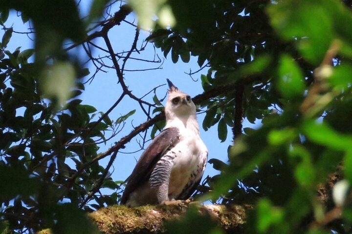 Shared 5 Hours Monteverde Bird Watching
