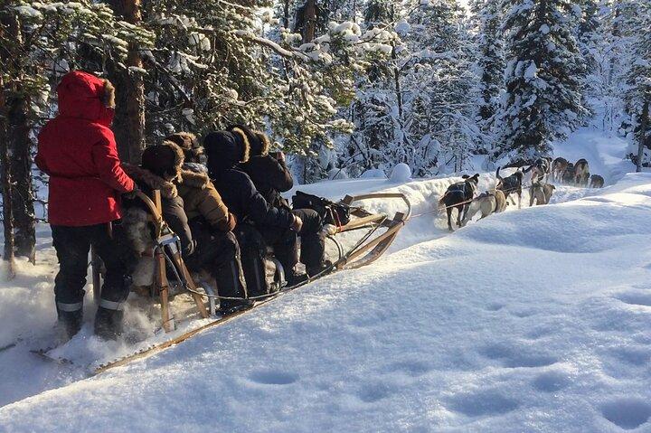 Sit Down Husky Ride Dog Sled Tour in Kiruna
