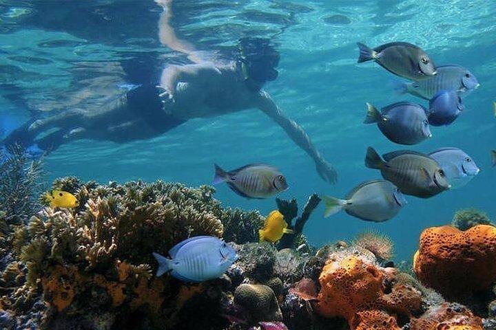 Private Full-day Dhow Cruise to Mnemba Island reef for Snorkeling