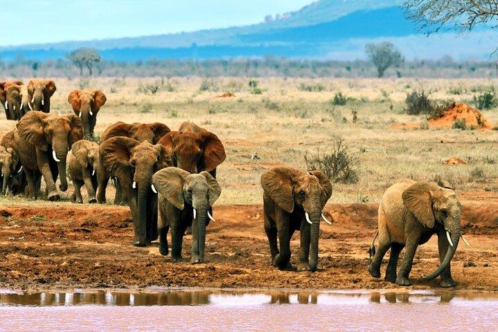 Full-Day Private Tour of Tsavo East National Park from Mombasa