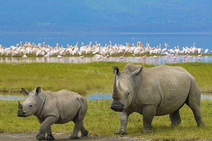 4-Day Safari Tour to Masai Mara & Lake Nakuru with Pick Up