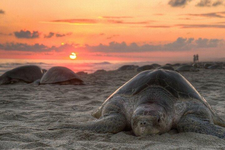 A Turtle Evening near Kuantan