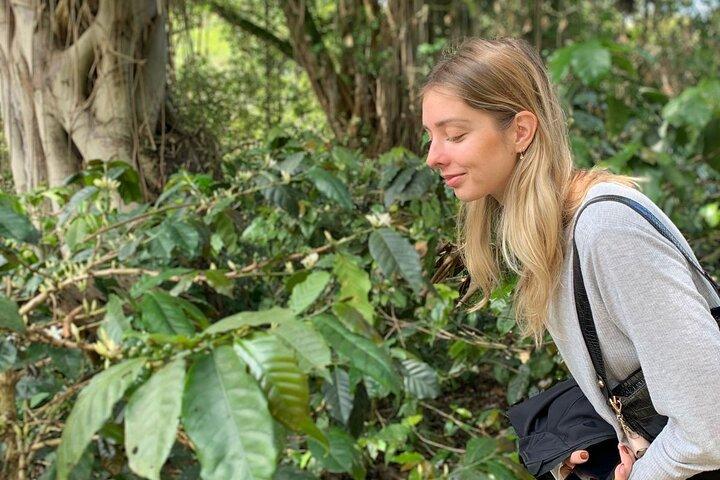 Be a farmer for one day (Coffee farm experience)