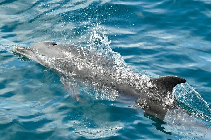 Dolphin and Snorkeling trip with CostaRican Companys