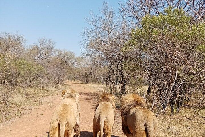 Guided Walking with Lions Bush-walk Tour