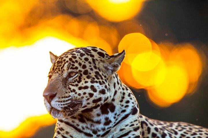 6 Days Pantanal and Jaguar Safari departing from Cuiaba
