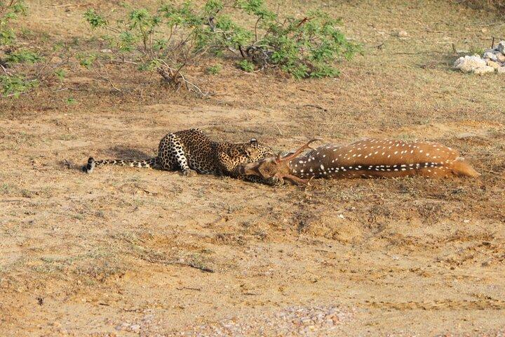 Full Day Safari ( The Best for Leopards ) in Yala